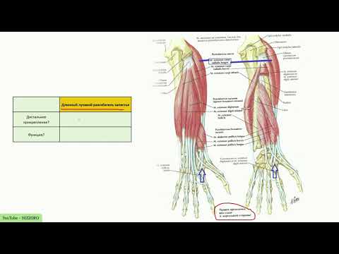 Анатомия мышц спины. разбор всех мышц и + 8 упражнений для их развития