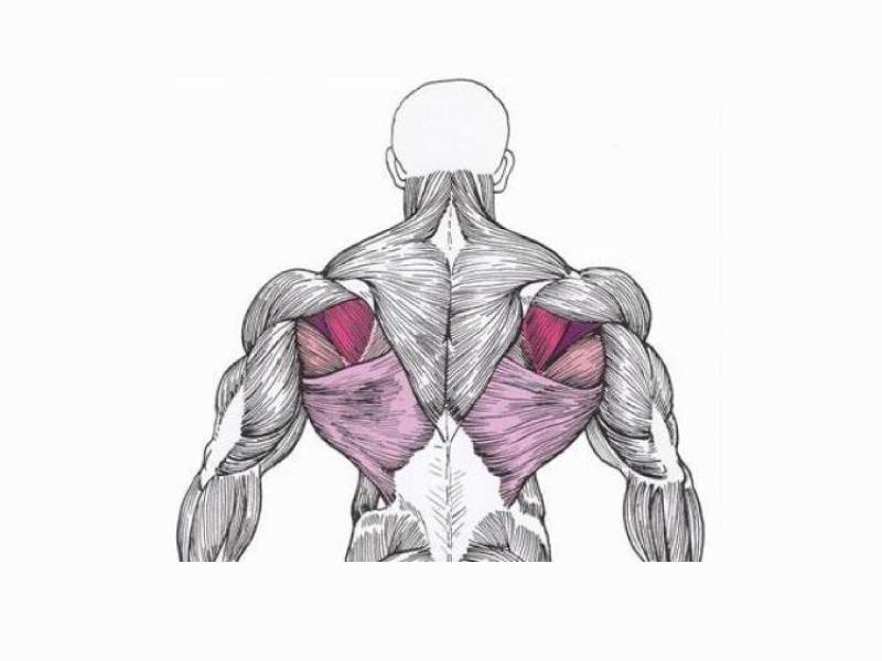 Как накачать широчайшие мышцы спины или крылья