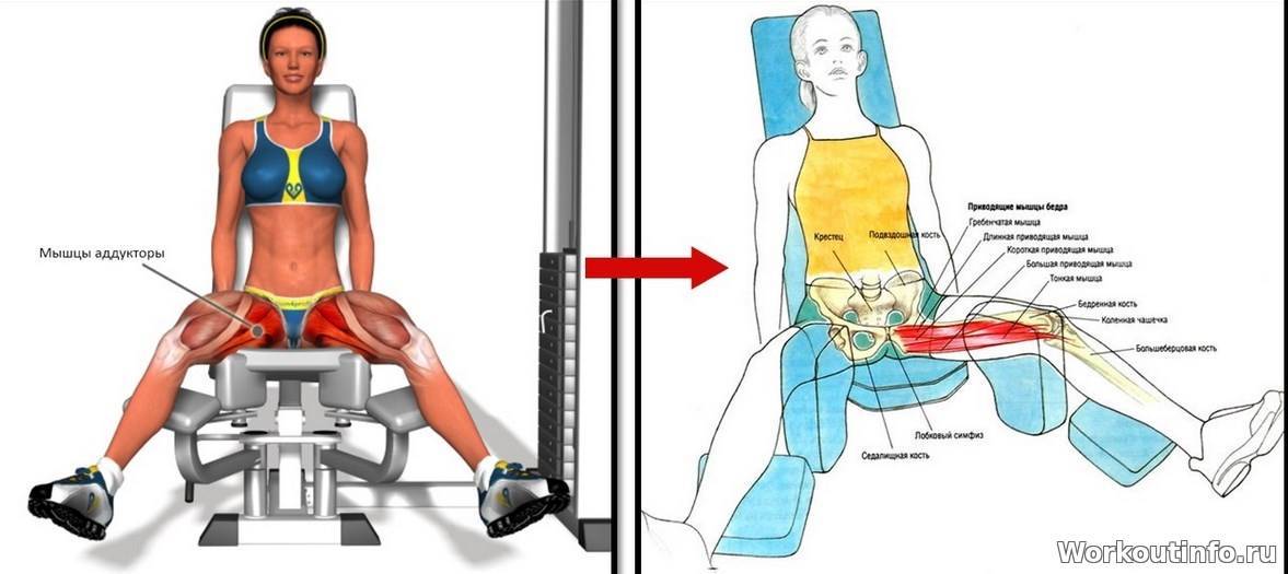 Разведение ног в тренажере – техника и варианты выполнения, какие мышцы работают