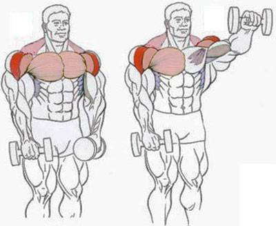 Как накачать дельты: упражнения на дельтовидные мышцы с примерами тренировок от эксперта