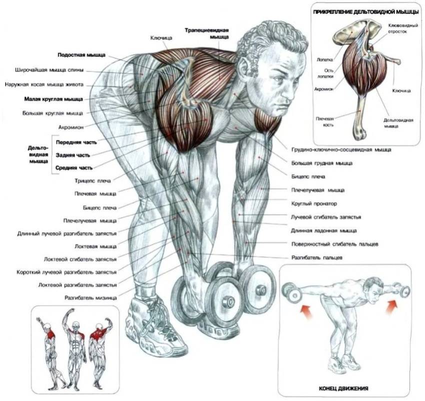 Базовые упражнения для мышц спины на массу