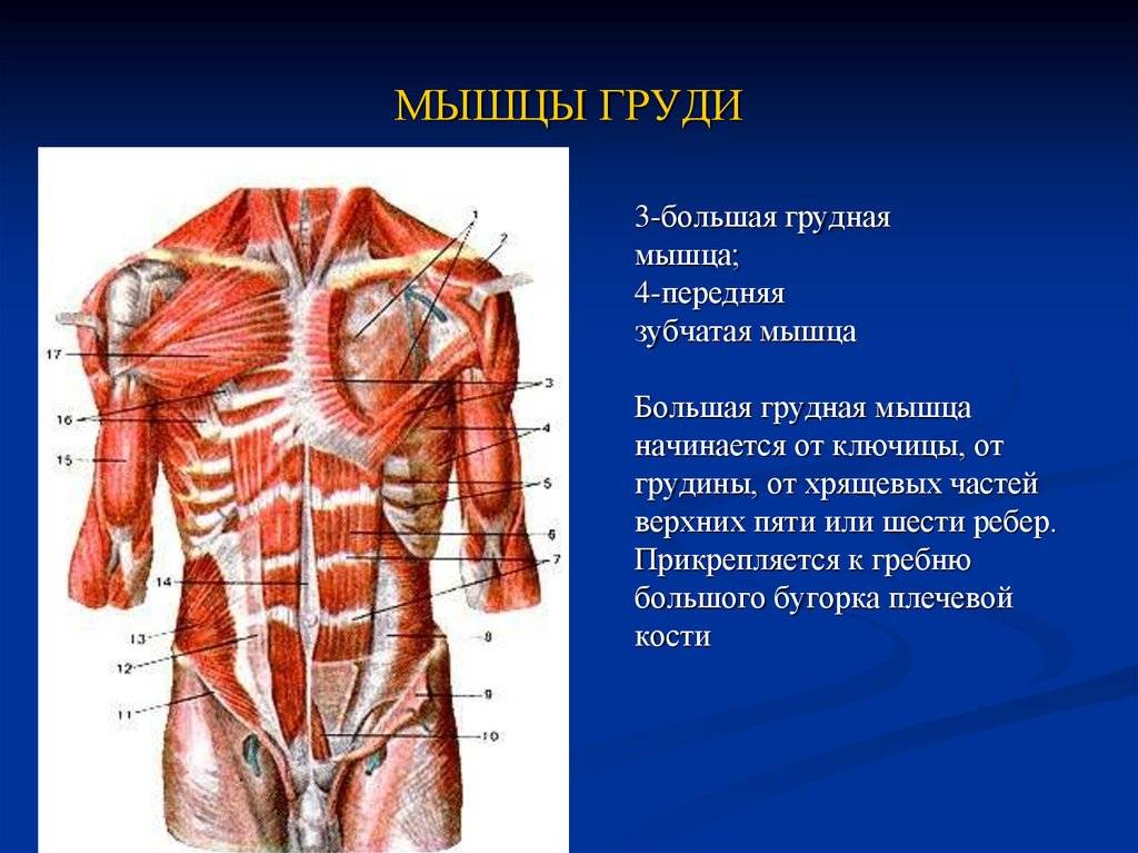 Анатомия грудных мышц мужчины и женщины