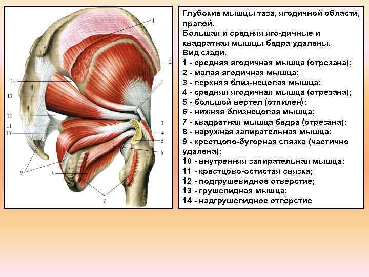 Мышцы таза и бедра анатомия в картинках и пояснениями