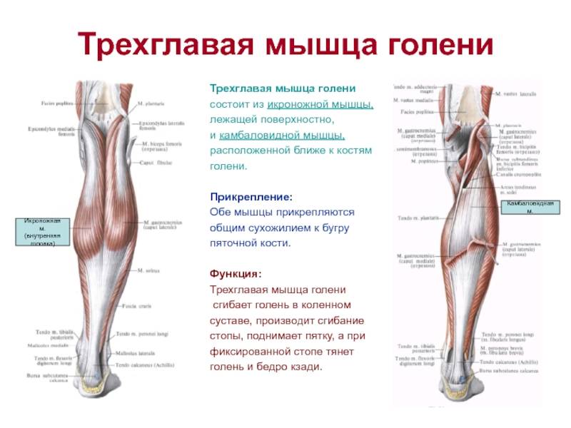 Камбаловидная мышца. где находится, функции, анатомия, болит после бега, при ходьбе, надавливании, причины, лечение