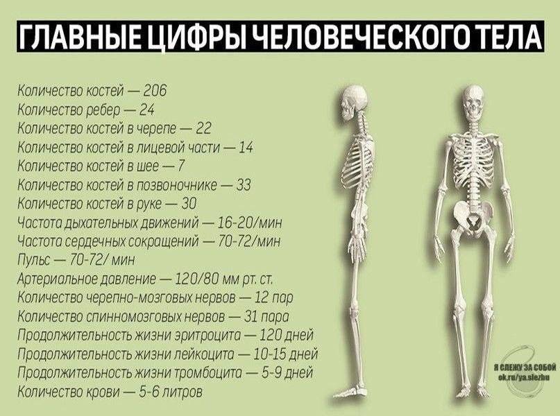 Скелет: сколько костей в теле человека? сколько весит скелет человека. - в клинике