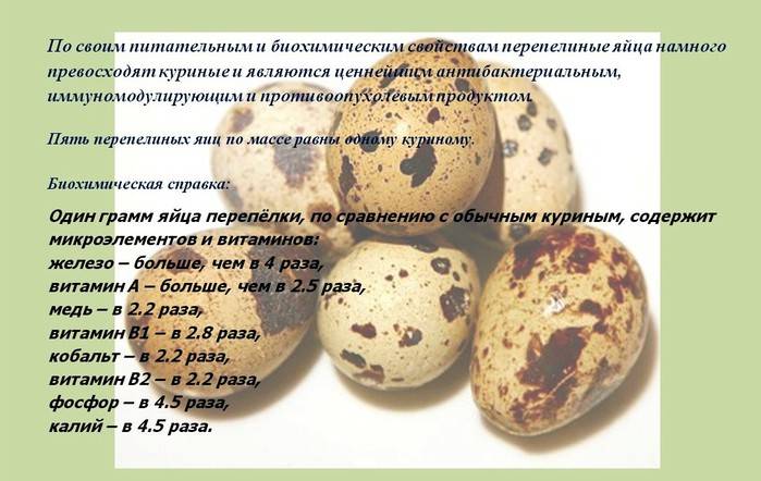 Перепелиные яйца - полезные и опасные свойства перепелиных яиц