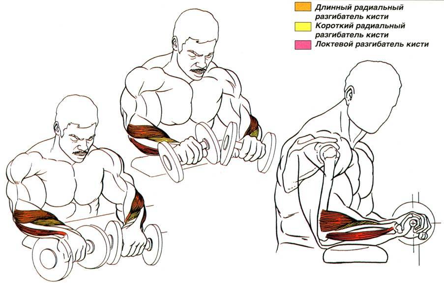 Упражнения для рук в домашних условиях: лучший комплекс для укрепления, похудения, подтяжки мышц (фото, видео, схемы)