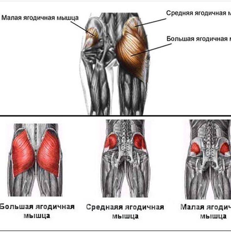 Средняя ягодичная мышца фото