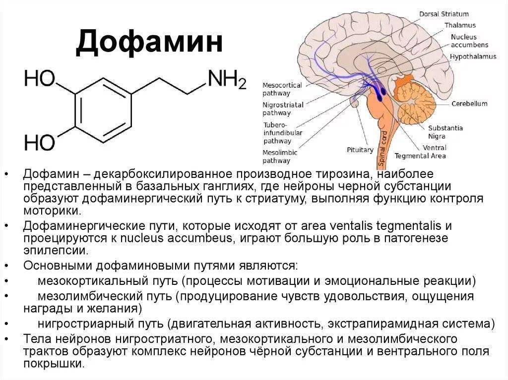 Дофаминовая теория: удовольствие и шизофрения