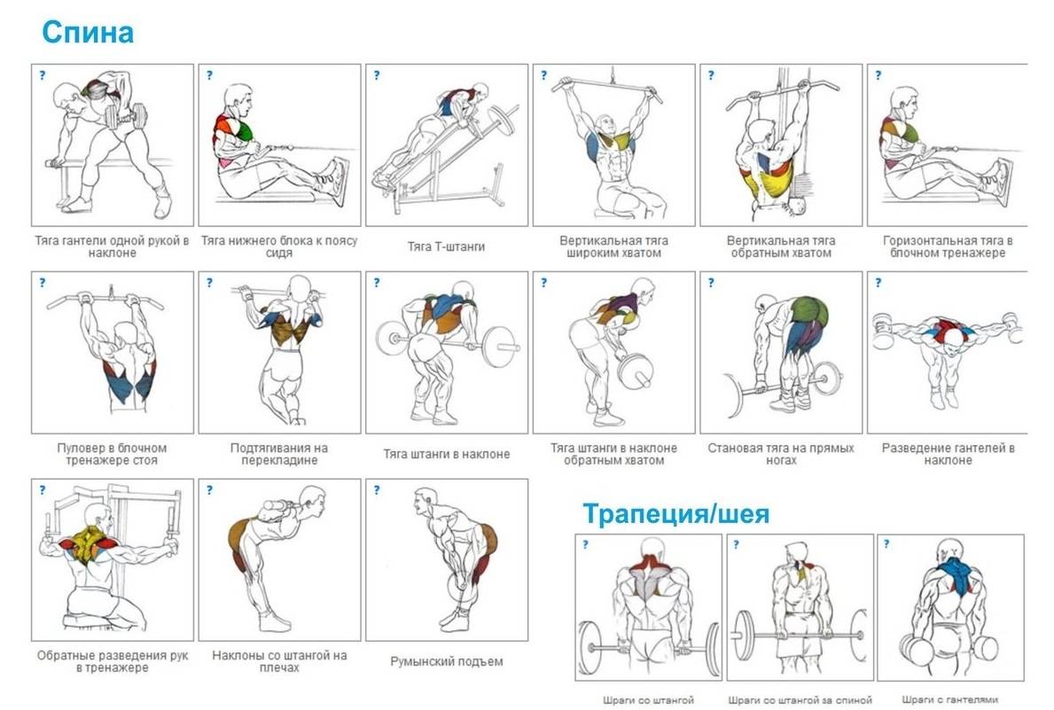 Как накачать спину в тренажерном зале: видео инструкция лучших упражнений для рельефа, ширины, развитие массы