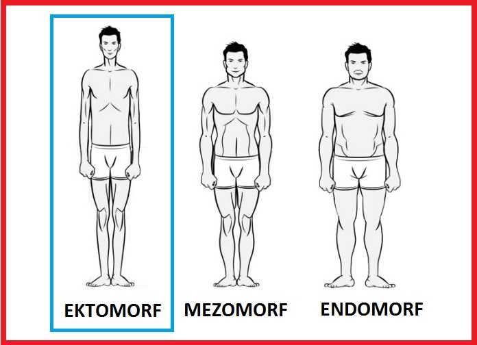 Соматипы человека: чем отличаются эктоморф, мезоморф и эндоморф?