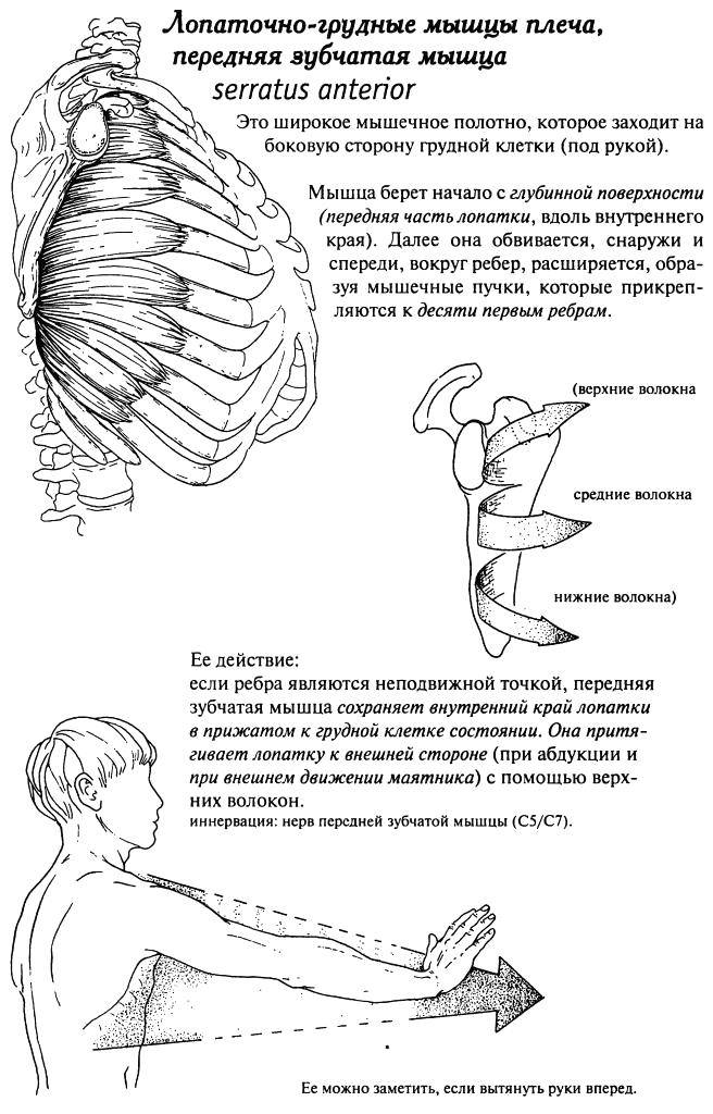 Анатомия мышц туловища: строение, функции, упражнения для развития мышц туловища