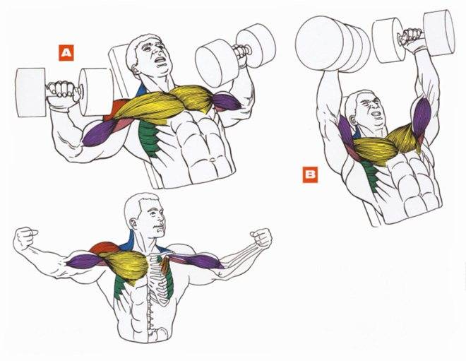 Как накачать внутреннюю часть грудных мышц: лучшие упражнения