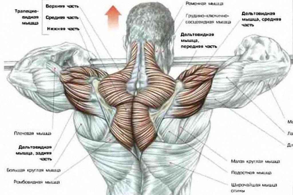 Программа «грудь спина». тренировка спины и грудных в один день