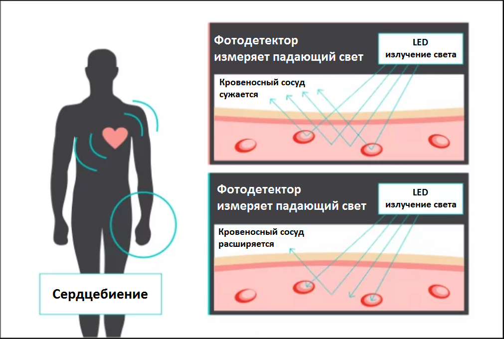 Лучшее для измерения пульса. Пульсометр принцип работы. Принцип действия пульсометра. Пульсометр схема. Прибор для измерения частоты пульса.