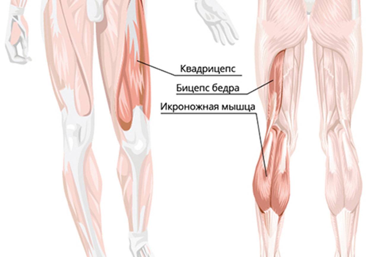 Бицепс бедра фото где находится
