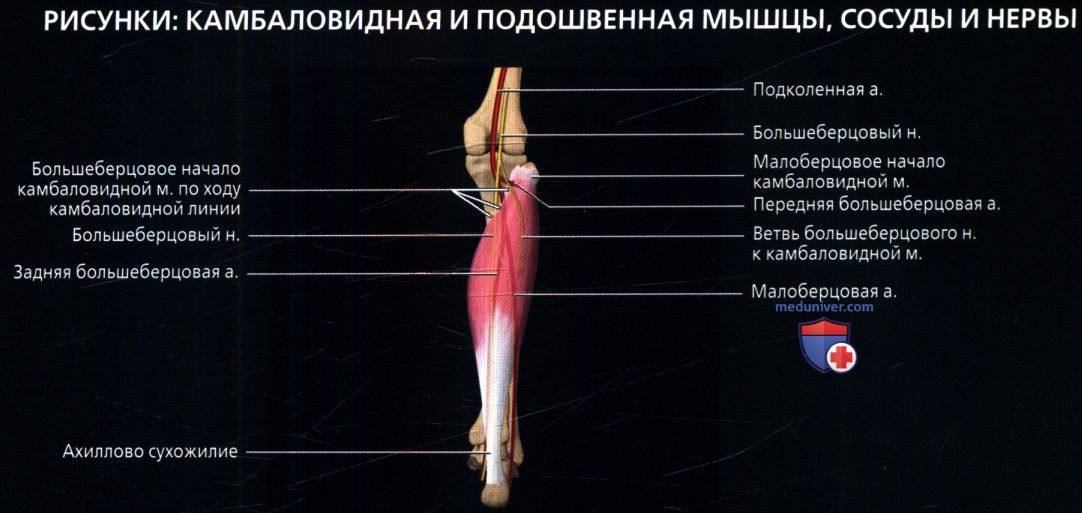 Мышцы голени (задняя группа) человека | анатомия мышц голени, строение, функции, картинки на eurolab