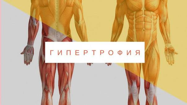 Гипертрофия мышц: обзор принципов тренировки для увеличения массы мышц. часть 2 | fpa