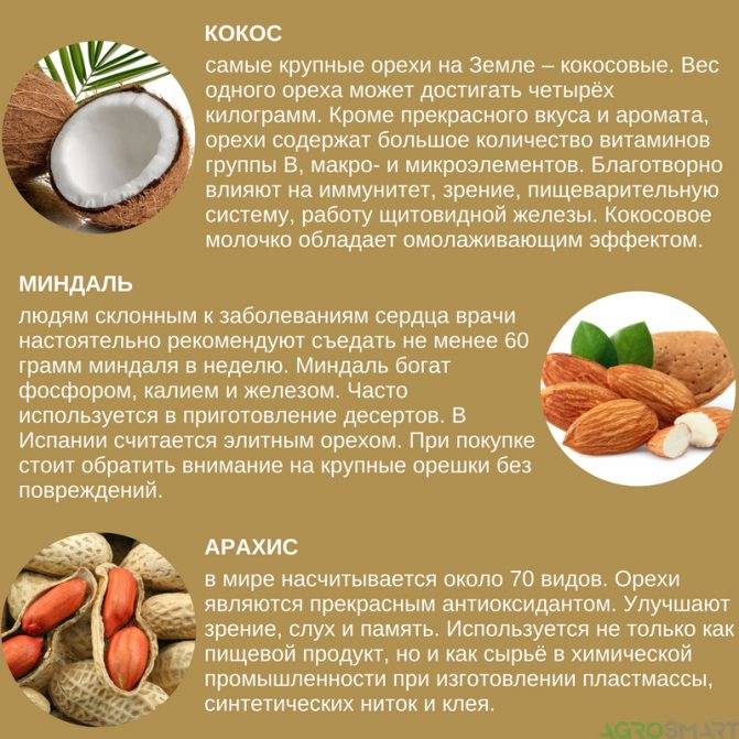 Чем полезен кокос: полезные свойства, калорийность и вред экзота