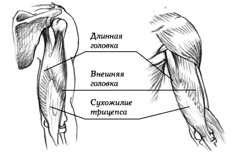 Как накачать латеральную головку трицепса и увеличить объем рук