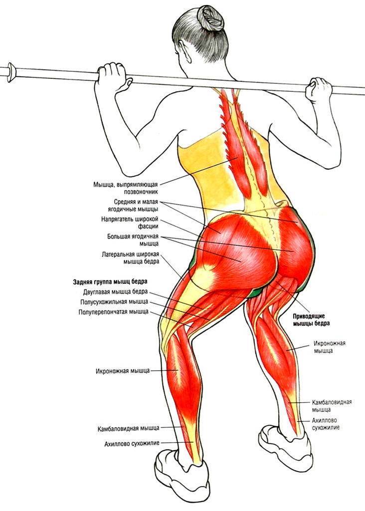 Какие мышцы работают при приседании: обзорная статья