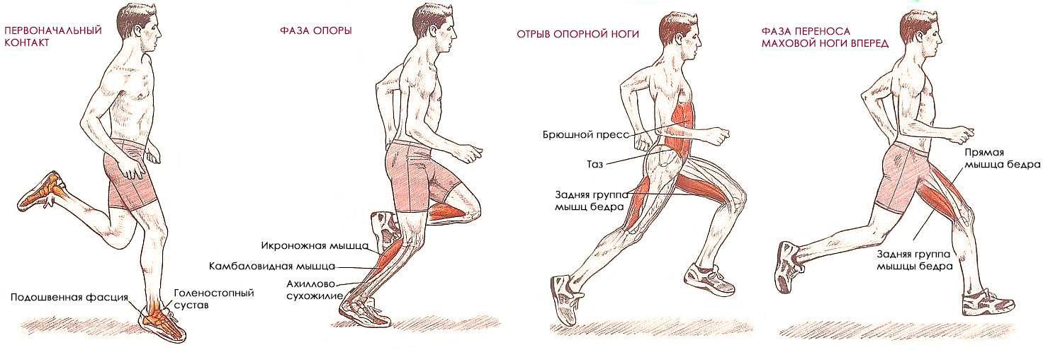 Какие мышцы будут работать при беге — разбираемся в анатомии