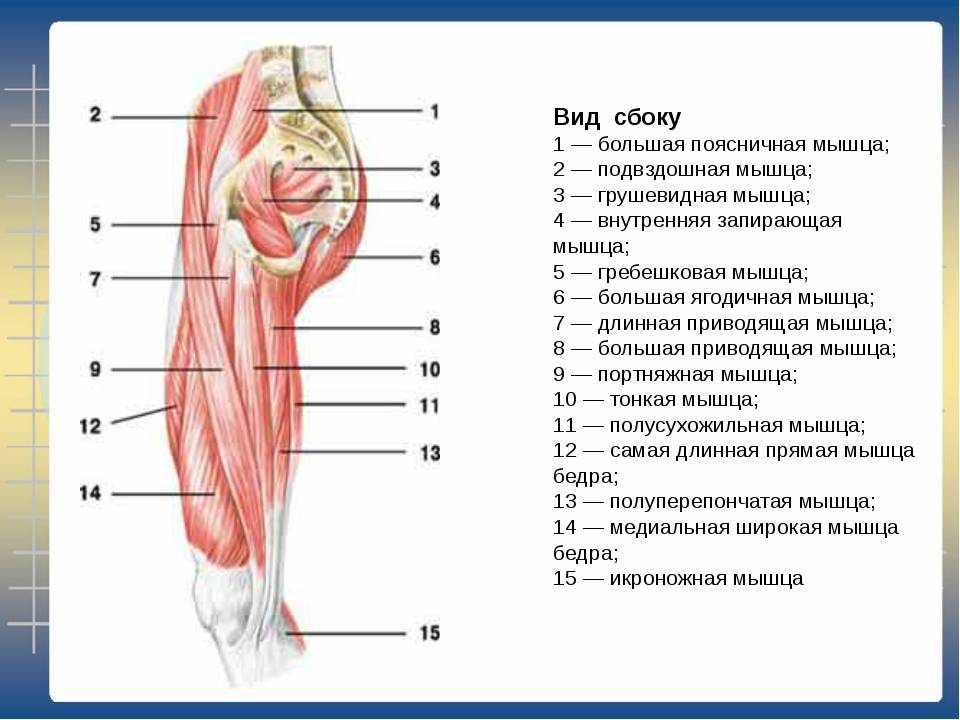 Какая мышца изображена на рисунке. Задняя и медиальная группа мышц бедра. Мышцы бедра бедра медиальная группа. Медиальная группа мышц бедра анатомия. Мышцы бедра передняя группа анатомия.