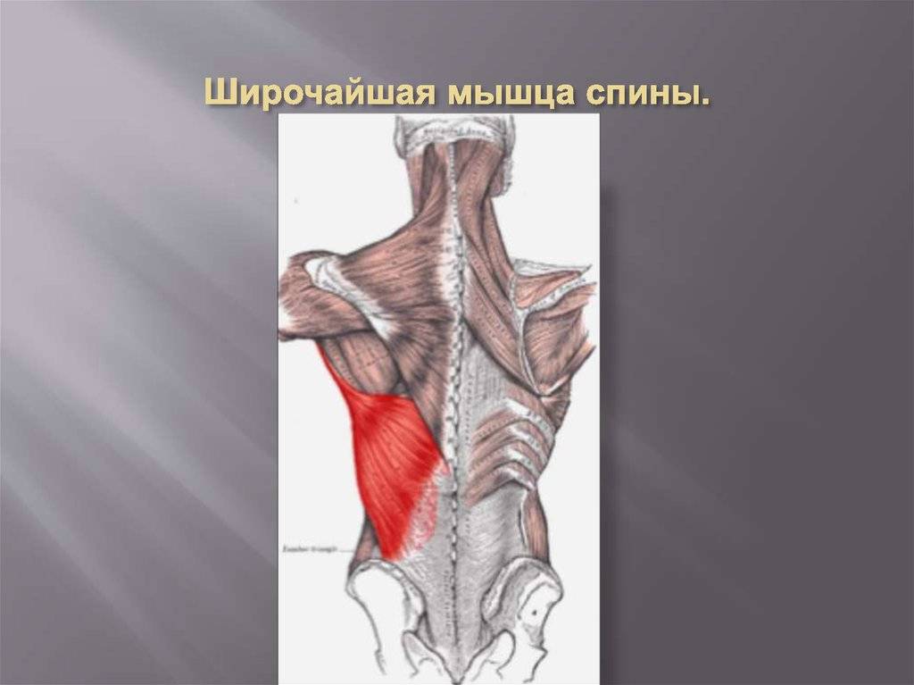Мышцы спины анатомия тренировка