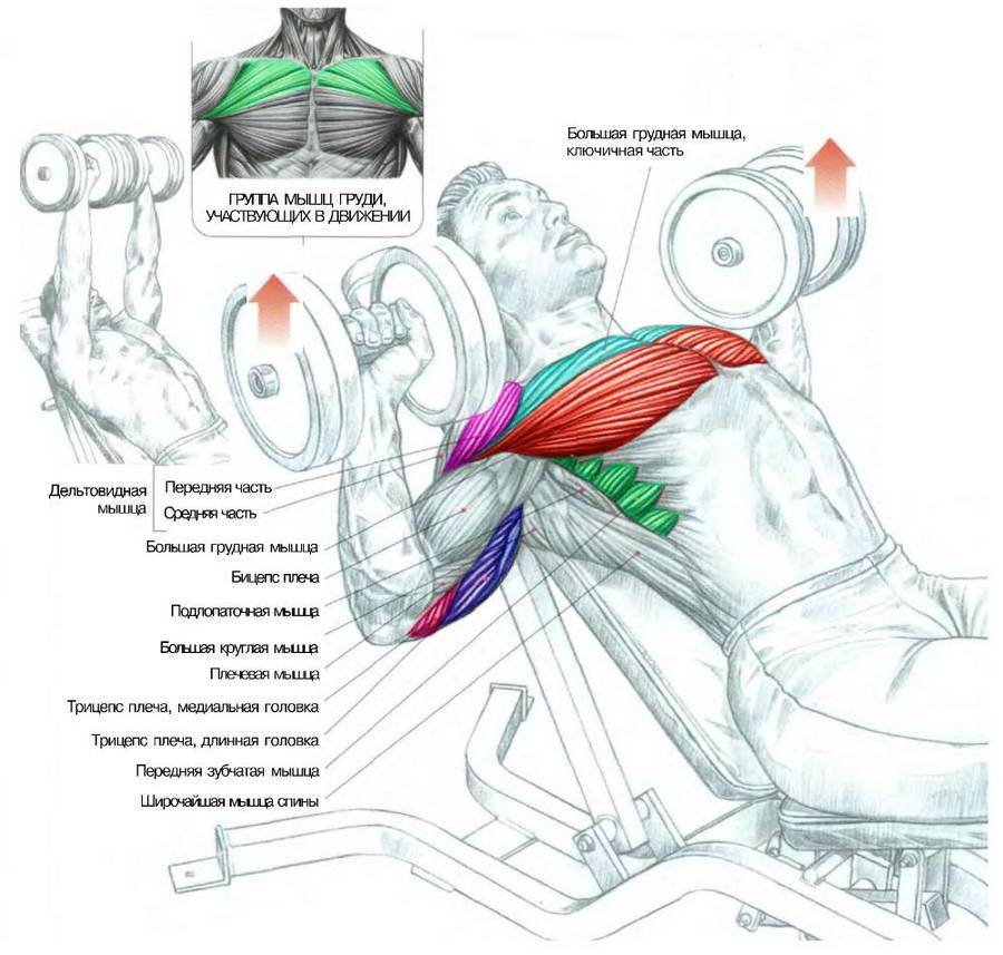 Propionate ���������: ����.
