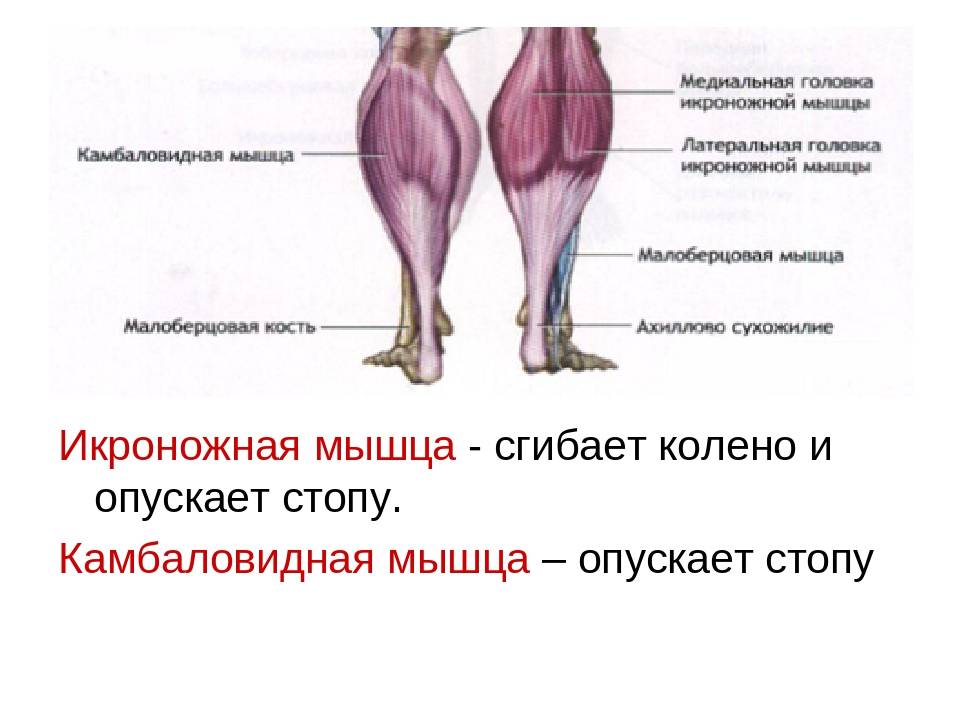 Мышцы ног человека: анатомия, строение и названия