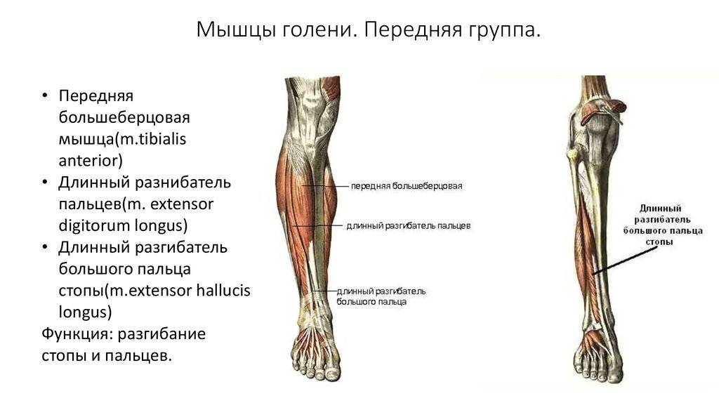 Голень. Мышцы голени передняя и задняя группа. Передняя группа мышц голени функции. Глубокие мышцы голени передняя группа. Глубокие мышцы голени анатомия.