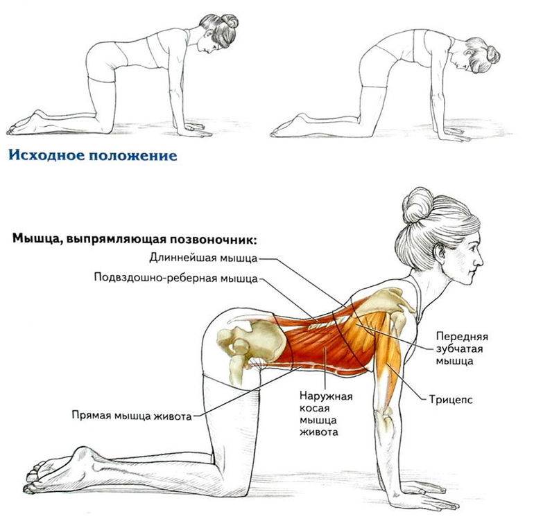 Упражнения для укрепления мышц спины: 6 эффективных занятий