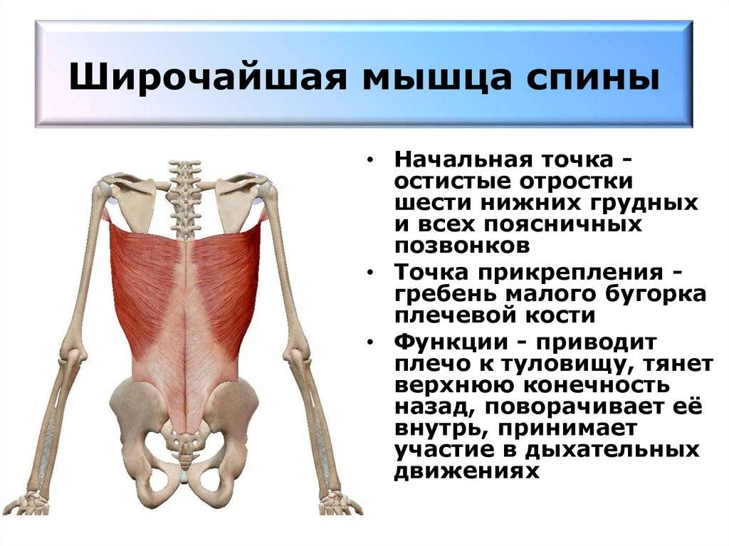 Широчайшая мышца спины анатомия картинки