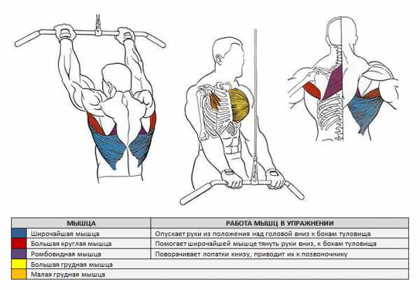 7 лучших упражнений для развития широкой спины