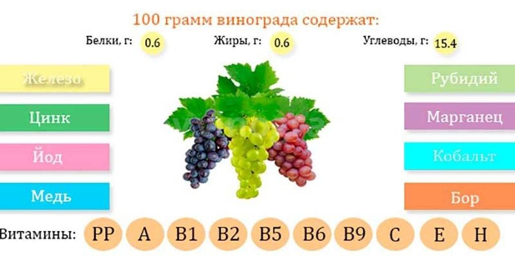 Белый виноград: польза и вред для организма женщин и мужчин, калорийность и и пищевая ценность