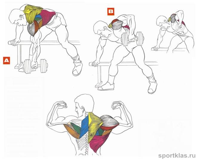 Тренировка мышц спины с гантелями: основные упражнения, принципы и особенности | rulebody.ru — правила тела