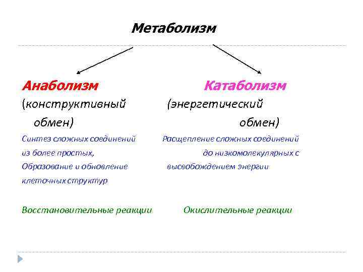 Примеры метаболизма