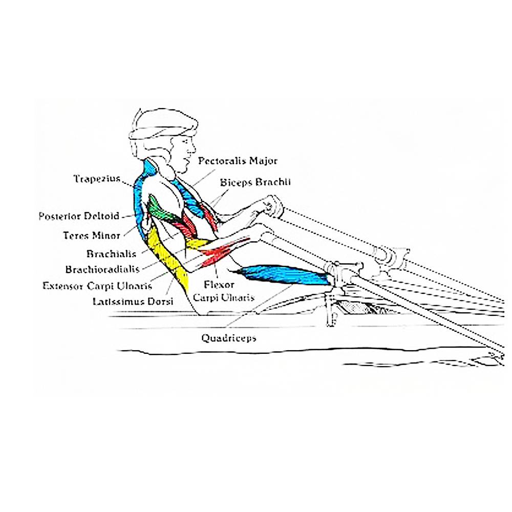 Гребля как правильно. Гребной тренажер группы мышц. Мышцы задействованные при гребле. Академическая гребля тренажер техника. Мышцы задействованные при гребле тренажер.