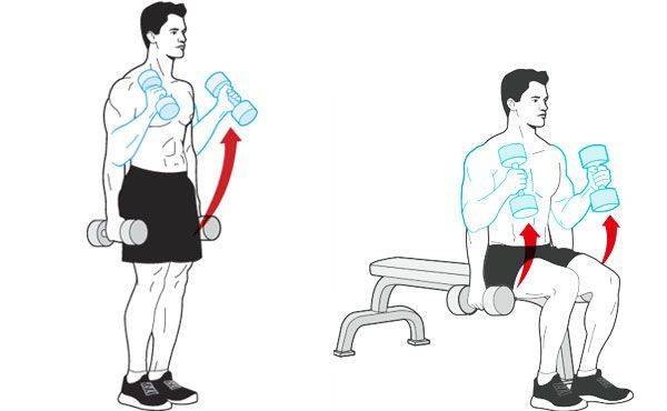 Лучше упражнения с гантелями для дома и зала | musclefit