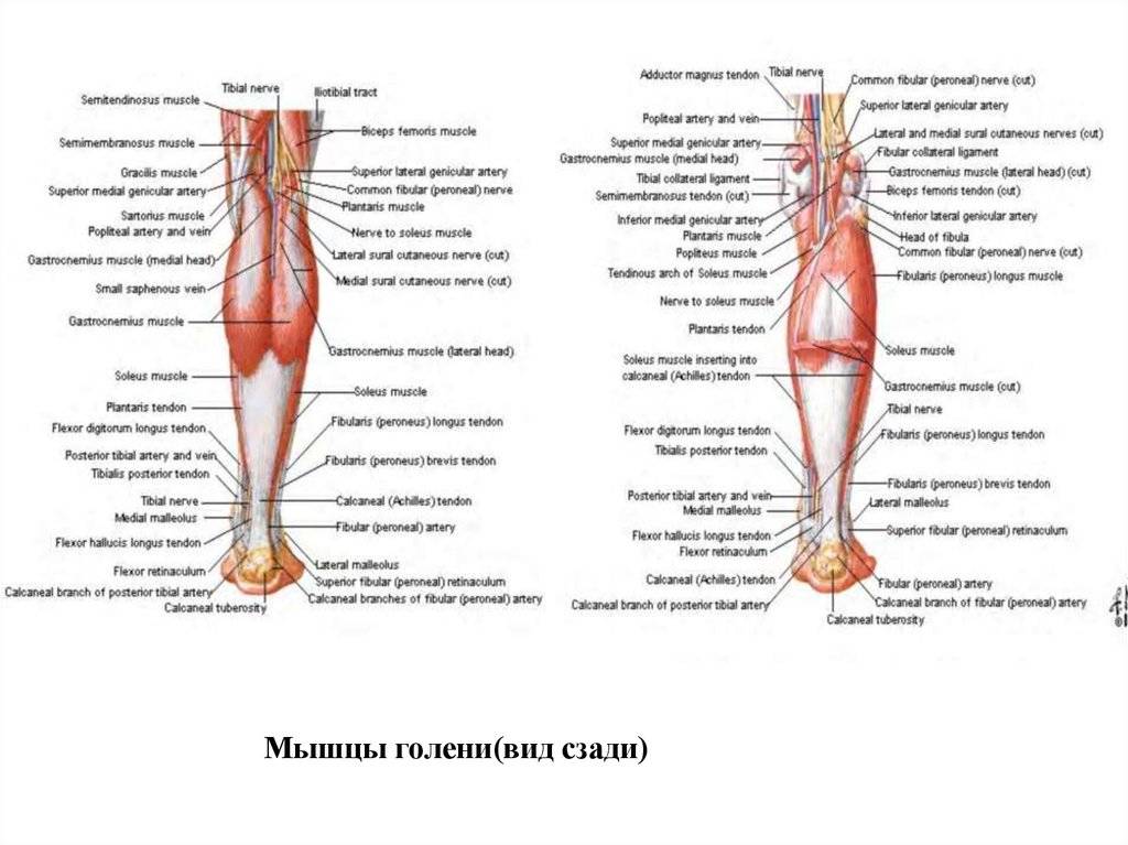 Подколенная мышца: анатомия и функции | kinesiopro