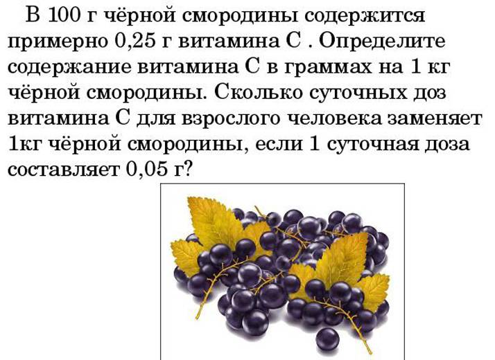 Черная смородина: полезные свойства для организма, состав и калорийность ягоды