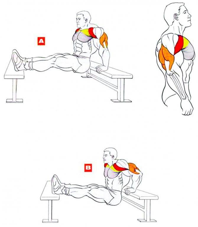 10 упражнений на плечи с гантелями в домашних условиях | bestbodyblog.com
