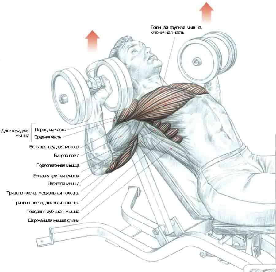 Как накачать нижнюю часть грудных мышц и надо ли? - muscleoriginal