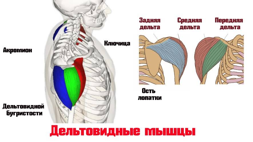 Передняя дельта плеча фото