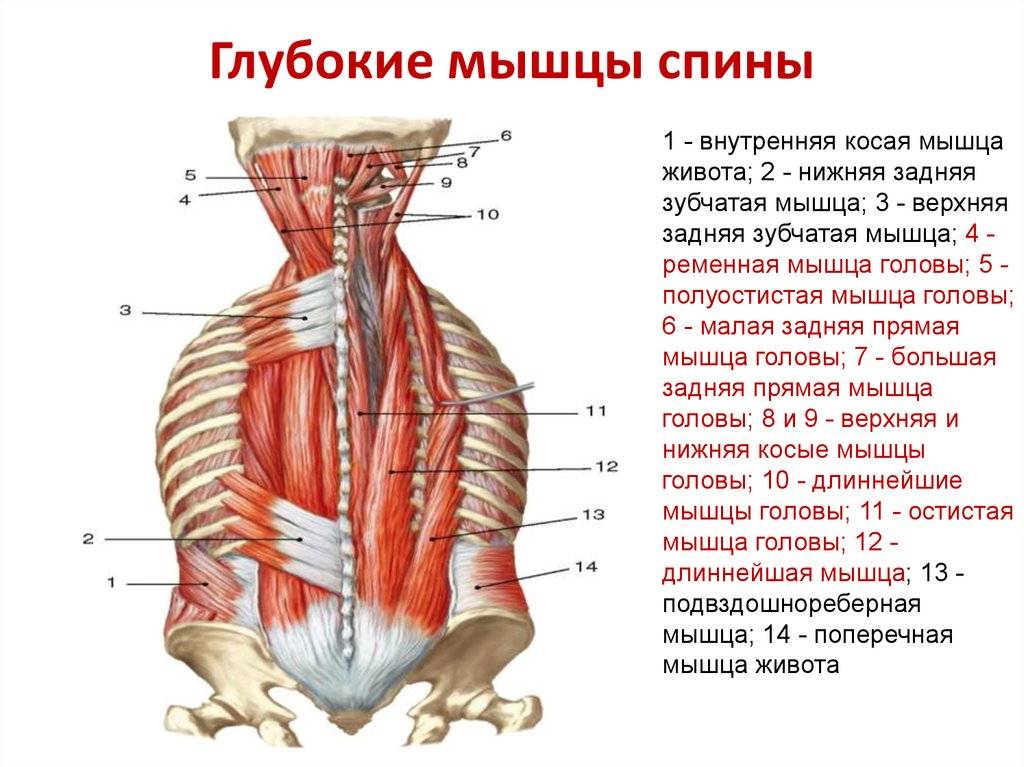 Анатомия мышц поясничного отдела позвоночника