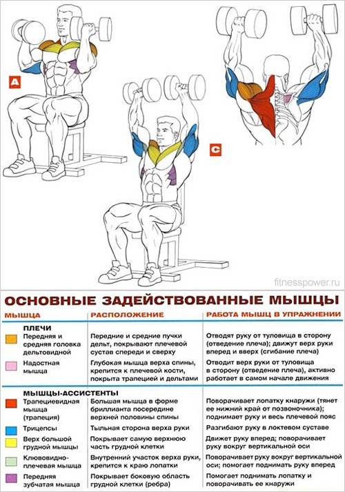 Упражнения на переднюю дельту плеча с гантелями