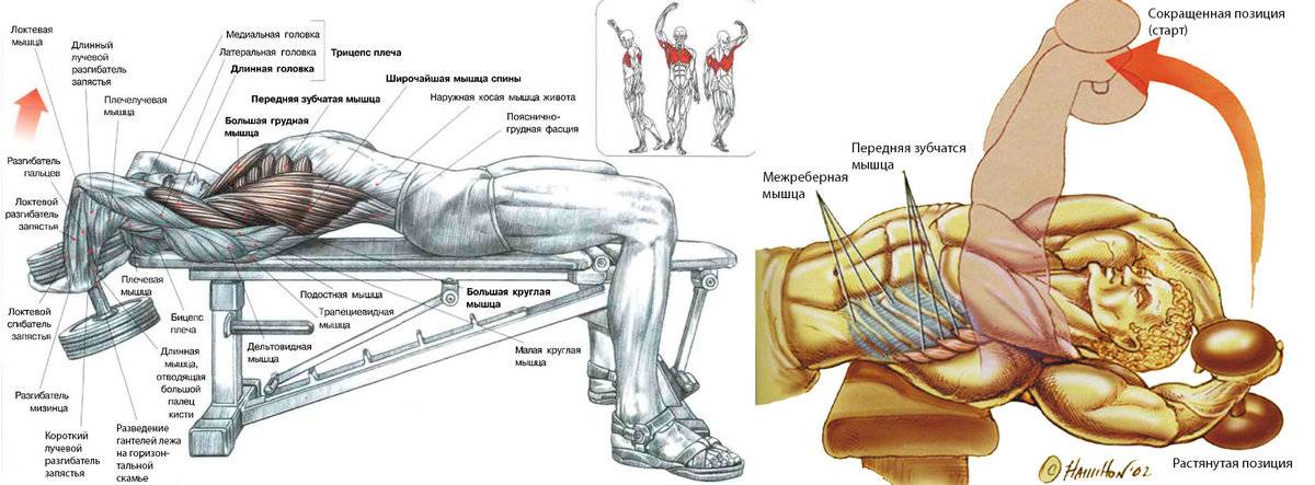 Как накачать грудные мышцы гантелями - упражнения
