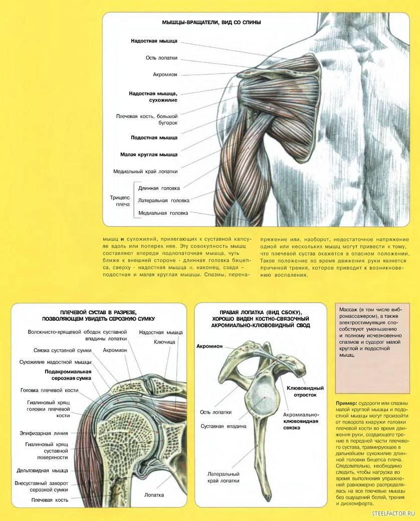 Плечевой сустав. повреждения и лечение