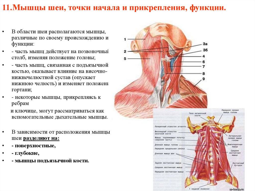 Мышцы шеи анатомия, функции их у человека