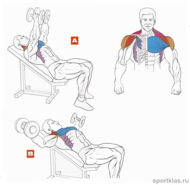 Топ-10 упражнений для растяжки грудных мышц (с фото)